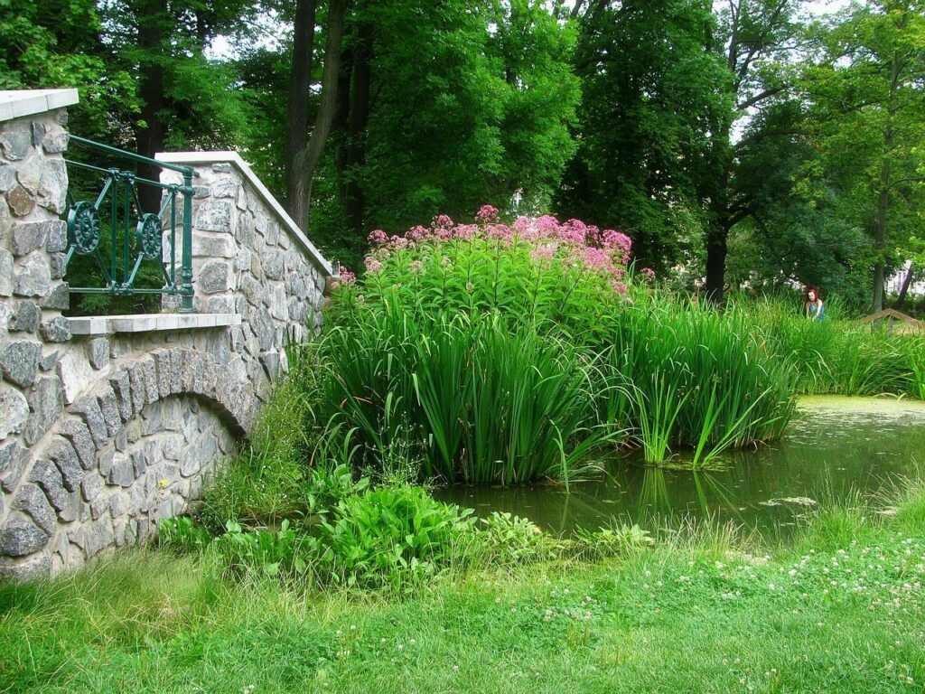 6 tips om een tuinvijver te bouwen